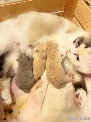 Deckkater BKH reinrasig ! Bild 5