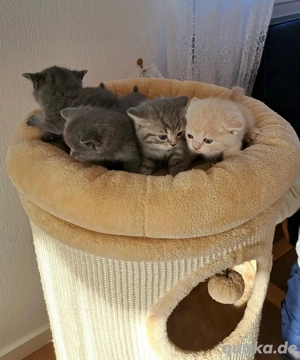 Deckkater BKH reinrasig ! Bild 6