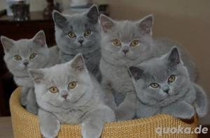 Deckkater BKH reinrasig ! Bild 2