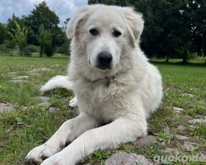 Klara sucht eine neue Familie