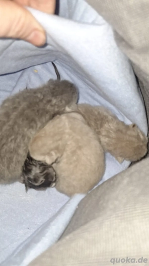  BKH reinrassig Deckkater kein verkauf ! Bild 3