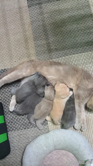  BKH reinrassig Deckkater kein verkauf ! Bild 6
