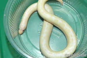 Sandboa NZ Bild 2
