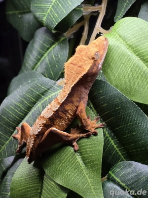 Kronengecko 0.0.1 Correlophus ciliatus