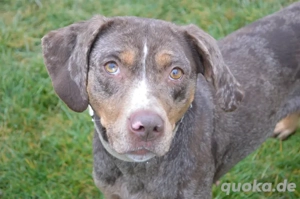 PAULA, Catahoula Leopoard Mischling (kastriert) SGB 525,00  