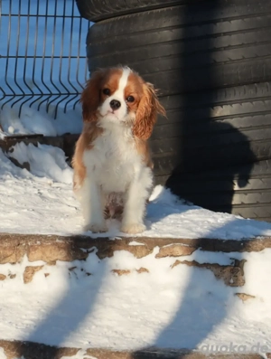 Süßer Cavalier King Charles Welpe sucht ein liebevolles Zuhause   