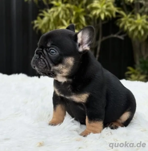 Wunderschöne französische Bulldoggenwelpen suchen ein neues Zuhause 