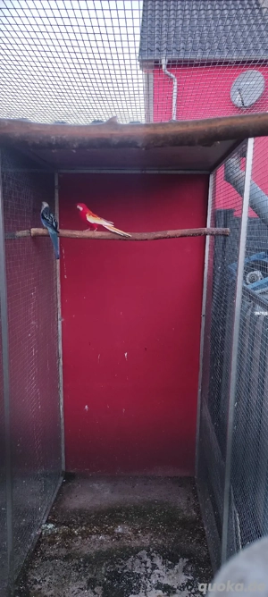 Rosella Zuchtpaar 