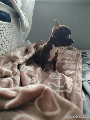 Chihuahua Hündin