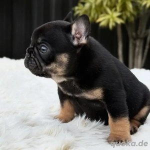 Wunderschöne französische Bulldoggenwelpen suchen ein neues Zuhause 