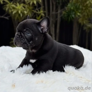 Kostbare französische Bulldoggenwelpen abzugeben 
