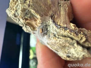 Phidippus regius ,,everglades  FH3 4