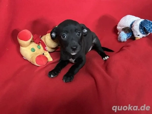 Welpe *TRUDI* - leider eine Listenhündin 