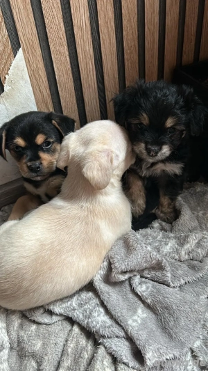 Malteser-Shih Tzu - Zwergpinscher Welpen eine Hündin zwei Rüden