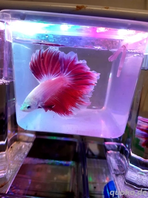 Kampffisch Betta Spendens Halfmoon 