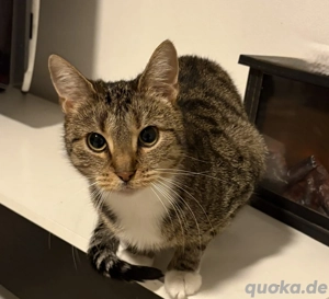 Drei Europäische Kurzhaar Katzen in liebevolle Hände abzugeben