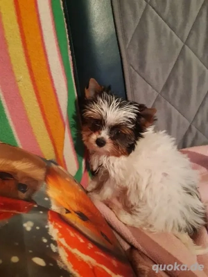 Biewer Yorkshire Welpe