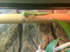 Madagaskar Taggecko Gecko 