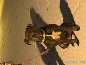 American Bully XL Hündin (ABKC) sucht neues Zuhause mit Herz und Hof