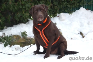 Sir Toni Brown - 7 Jahre - Labrador - Tierhilfe Franken e.V.
