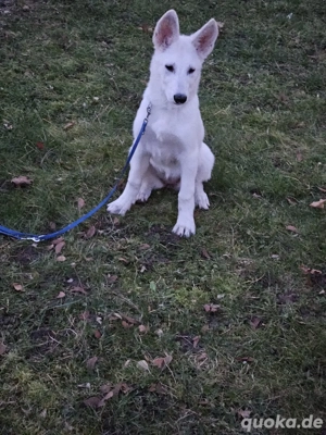 Weisse Schäferhund Welpen