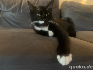 Heulsuse sucht auch ein Zuhause dringend 