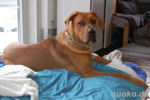 Cadillac - 10 Monate - Ridgeback Doggen Mix - Tierhilfe Franken e.V. Bild 5