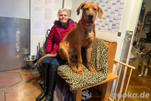 Cadillac - 10 Monate - Ridgeback Doggen Mix - Tierhilfe Franken e.V. Bild 7