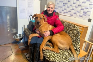 Cadillac - 10 Monate - Ridgeback Doggen Mix - Tierhilfe Franken e.V. Bild 6