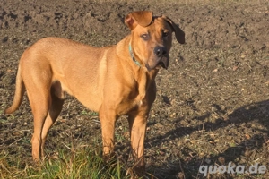Cadillac - 10 Monate - Ridgeback Doggen Mix - Tierhilfe Franken e.V. Bild 8