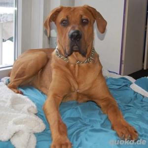 Cadillac - 6 Monate - Ridgeback Doggen Mix - Tierhilfe Franken e.V.