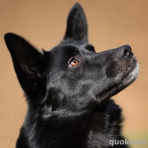 Mobby - Mischling - 2 Jahre - Tierhilfe Franken