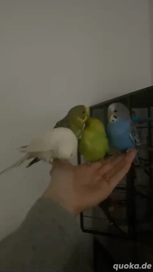 wellensittich 6 monate 