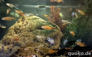 Kupfersalmler Hasemania nana