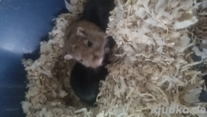 Rennmausgang sucht neues Revier