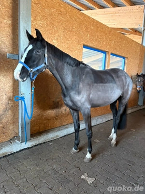 stute als Beisteller abzugeben 