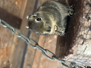 Baumstreifenhörnchnen Pärchen , Chinesische Baumstreifenhörnchen   Baumis   Streifenhörnchen