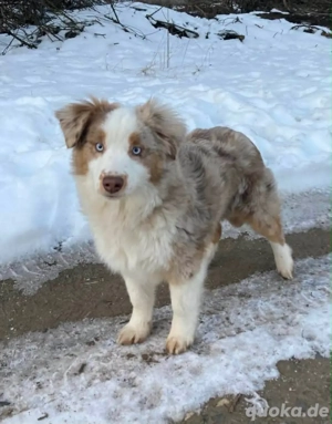 Mini Australian Shepherd Junghunde suchen ein neues Zuhause