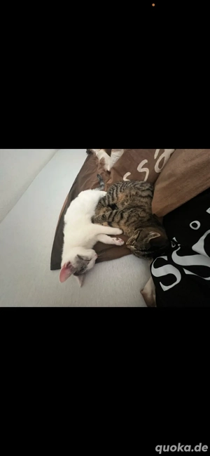 Zwei junge Katzen abzugeben