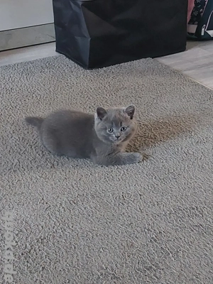 2 Wunderschöne Bkh Kitten 