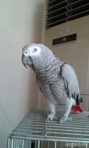 Toni ist verfügbar...