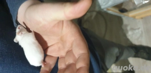 9er gruppe junge Albino-Mäuse Böcke 2 monate 