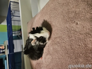 Meerschweinchen Weinchen