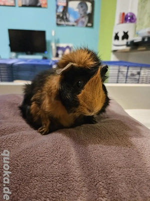 Meerschweinchen Weibchen 