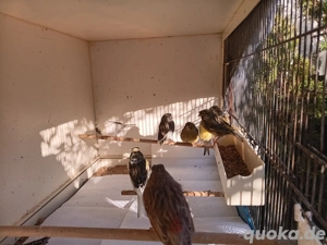 Kanarein Vogel verschiedene arten