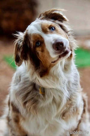 Australischer Schäferhund zur Adoption verfügbar. 