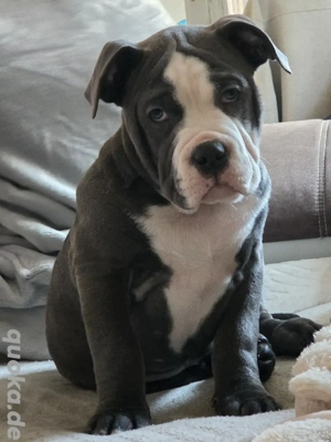 10 Wochen alte OEB Mix Hündin sucht ihr Zuhause 