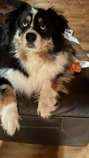 Australischer Schäferhund zur Adoption verfügbar. 