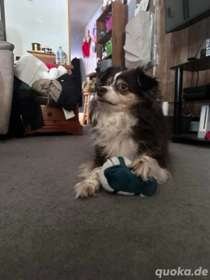 Australischer Schäferhund zur Adoption verfügbar. 