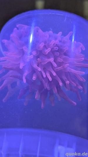 Anemone Blasenanemone Kupferanemone 